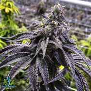 Exotic Genetix Seeds Wet Betty