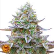 Barneys Farm Seeds Gorilla Zkittlez