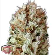 Heavyweight Seeds Extreme Impact AUTO