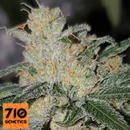 710 Genetics Seeds 710 Mango