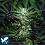 Cannabiogen Seeds Mangobiche Kush