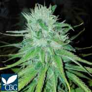 Cannabiogen Seeds Michoacan Cream