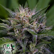 TGA Mz Jill Genetics Brian Berry Citrus Blend