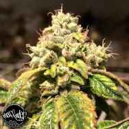 Pheno Finder Seeds Blue Sherbalato