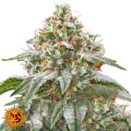 Barneys Farm Seeds Pink Kush