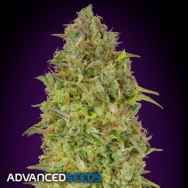 Advanced Seeds Skunk 47