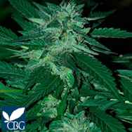 Cannabiogen Seeds Bubba Delight