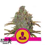 Royal Queen Seeds El Patron