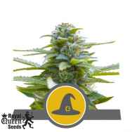 Royal Queen Seeds Exotic Witch