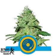 Royal Queen Seeds Joannes CBD