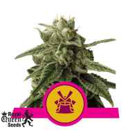 Royal Queen Seeds Shogun