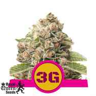 Royal Queen Seeds Triple G