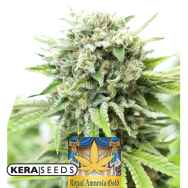 Kera Seeds Royal Amnesia Gold