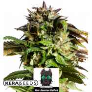 Kera Seeds American Stafford AUTO