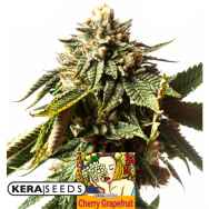 Kera Seeds Cherry Grapefruit AUTO