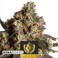 Kera Seeds The Empire of the Sun