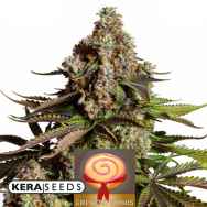 Kera Seeds Girl Scout Cookies