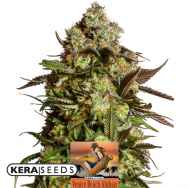 Kera Seeds Venice Beach Afghan AUTO