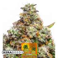 Kera Seeds Pineapple Sativa AUTO