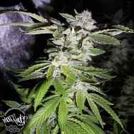 Pheno Finder Seeds Notorious CBD