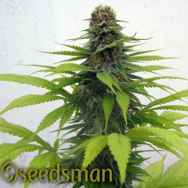 Seedsman Seeds Candy Cream