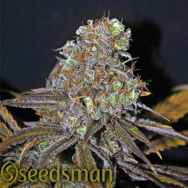 Seedsman Seeds Critical Mass CBD