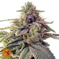 Barneys Farm Seeds Shiskaberry