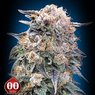 00 Seeds 00 Kush FAST