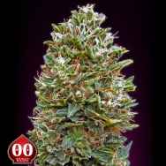 00 Seeds AUTO Bubble Gum XXL