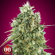 00 Seeds Bubble Gum CBD