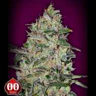 00 Seeds BubbleGum Fast