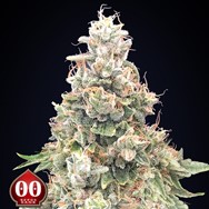 00 Seeds California Kush FAST