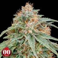 00 Seeds Chocolate Kush FAST