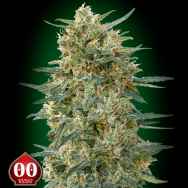 00 Seeds Gorilla Fast