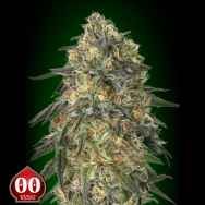 00 Seeds Gorilla