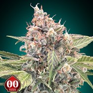 00 Seeds Northern Lights CBD