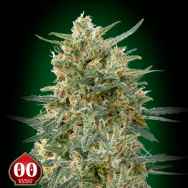 00 Seeds Sweet Critical CBD