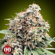 00 Seeds Sweet Critical 2.0