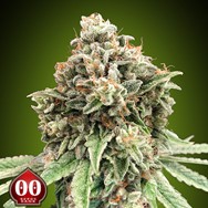 00 Seeds Sweet Critical FAST