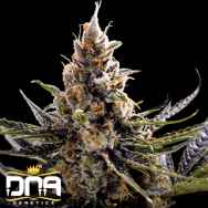 DNA Genetics Seeds 24K Gold AKA Kosher Tangie