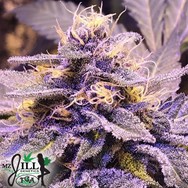 TGA Mz Jill Genetics Purple Afghani Kush S1