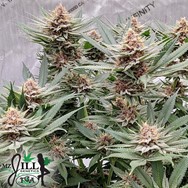 TGA Mz Jill Genetics Purple Gihad