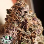 TGA Mz Jill Genetics Purple Shah