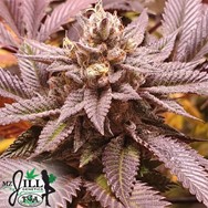 TGA Mz Jill Genetics Purple Turban