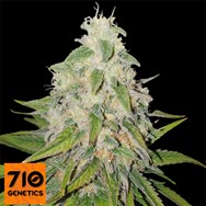 710 Genetics Seeds 710 Stilton AUTO AKA 710 Cheese AUTO