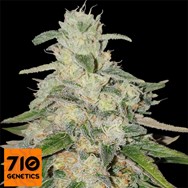 710 Genetics Seeds 710 Stilton AKA 710 Cheese