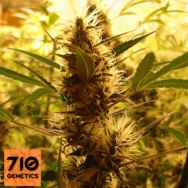 710 Genetics Seeds 710 Diesel Auto