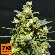 710 Genetics Seeds Shellshock Auto