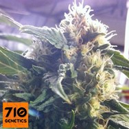 710 Genetics Seeds Sour White