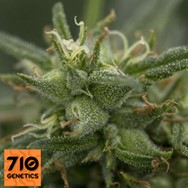 710 Genetics Seeds Fools Gold